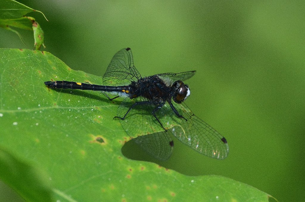 037 2016-06072094 Wachusett Mountain State Reservation, MA.JPG - Dot-tailed Whiteface Dragonfly (Leucorrhinia intacta). Wachusett Mountain State Reservation, MA, 6-7-2016